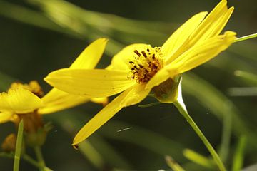 Eriophyllum lanatum bloem van Cora Unk