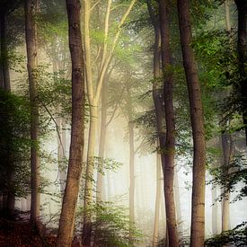 Buchenwald im Oktobernebel von Dirk Wüstenhagen