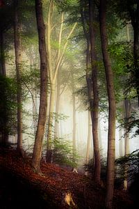 Forêt de hêtres dans la brume d'octobre