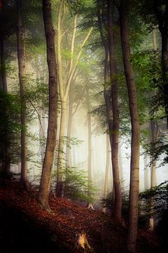 Forêt de hêtres dans la brume d'octobre sur Dirk Wüstenhagen