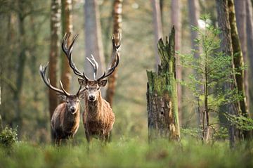 Red deer by Judith Noorlandt