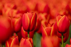 Rote Tulpen