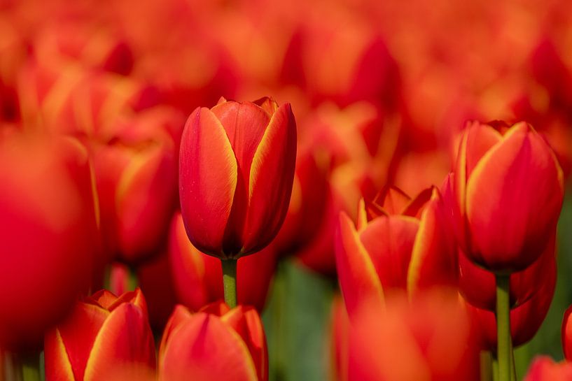 Red tulips by Janny Beimers