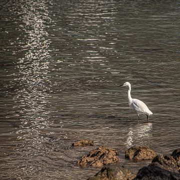 White heron hunting in the evening light by Harrie Muis