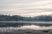 Cows at dune lake on a winter octhend
