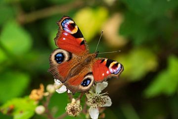 Kleurrijke vlinder (pauwvlinder) van ViaMapia