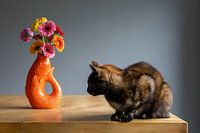 Katze mit Blumenvase schaut weg