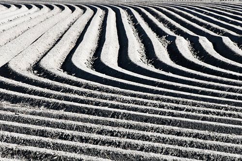 Champ de pommes de terre