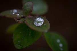 rain drops on leaf by Timo Kant
