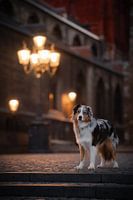 Dog, Australian shepherd in Maastricht