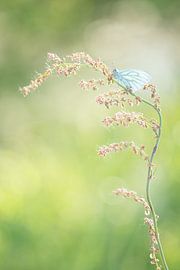Lesser veined white, a beautiful spring butterfly by Joyce Beukenex