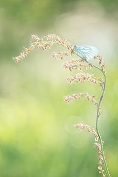 Een prachtige lente vlinder, het klein geaderd witje. van Joyce Beukenex