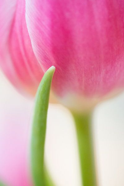 Pink tulip by Judith Borremans