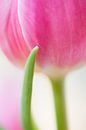 Roze tulp van Judith Borremans thumbnail