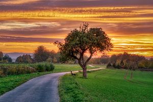 Apfelbaum neben einem Pfad bei Sonnenuntergang von Katho Menden