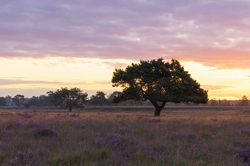 Most beautiful tree in drenthe in the sunlight during sunrise - Dwingelderveld (Netherlands) by Marcel Kerdijk