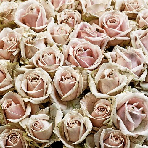 Roze rozen in close up