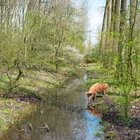 bruin, biologisch geteeld varken loopt vrij rond in een stuk bos en drinken uit een sloot