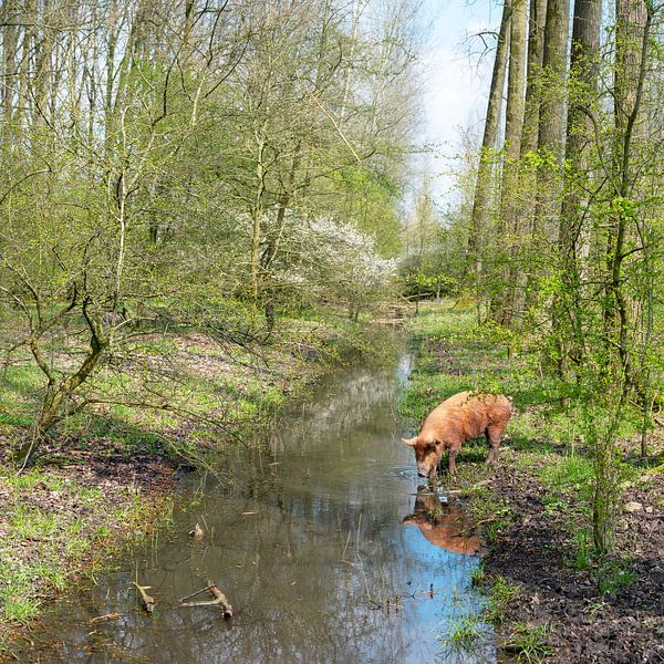 un porc brun issu de l'élevage biologique court en liberté dans une parcelle de forêt et s'abreuve dans un fossé par anton havelaar