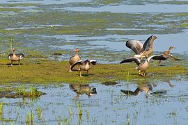 Grey geese in the morning by Karin Jähne