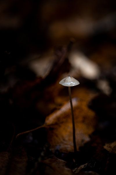 Mushroom by Chantal Speelman