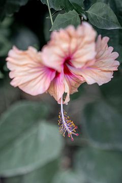 Fluistering van Flora - Hibiscus in Pasteltinten van Femke Ketelaar