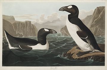 Pinguïns  - Teylers Edition -  Birds of America, John James Audubon van Teylers Museum