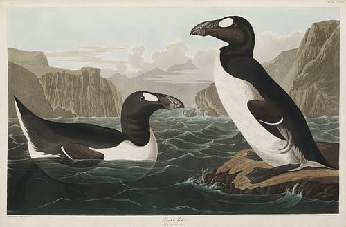 Pinguïns  - Teylers Edition -  Birds of America, John James Audubon