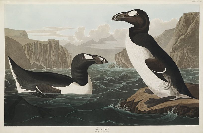 Penguins - Teylers Edition -  Birds of America, John James Audubon par Teylers Museum