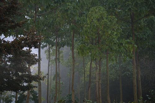 Lichtspel tussen de stammen