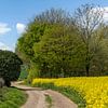 Fields of flowering rapeseed in South Limburg by John Kreukniet