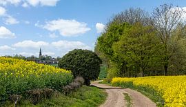 Blühende Rapsfelder in Südlimburg