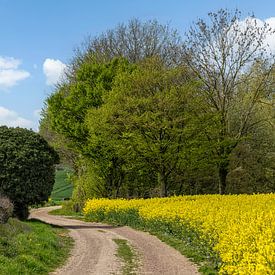 Champs de colza en fleurs dans le Limbourg méridional sur John Kreukniet