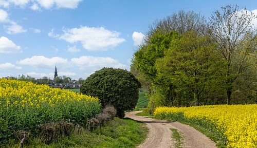 Bloeiende koolzaadvelden in Lemiers  Zuid-Limburg