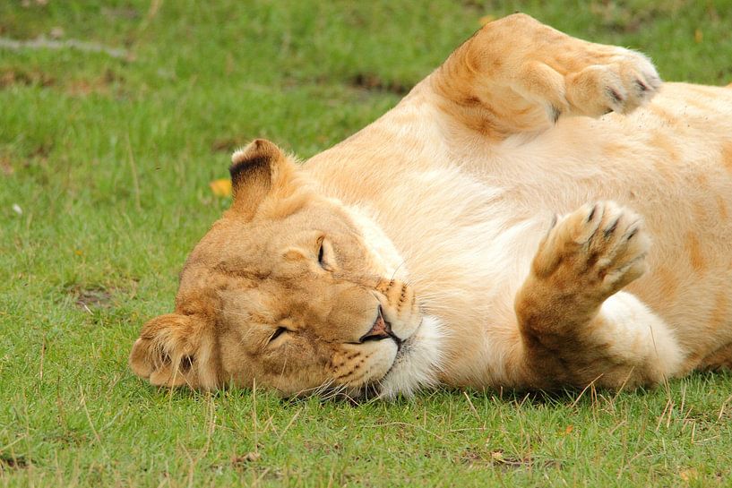 Leeuwin geniet van de zon von Arnold van der Horst