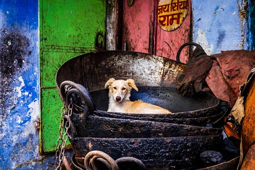 Hond in India