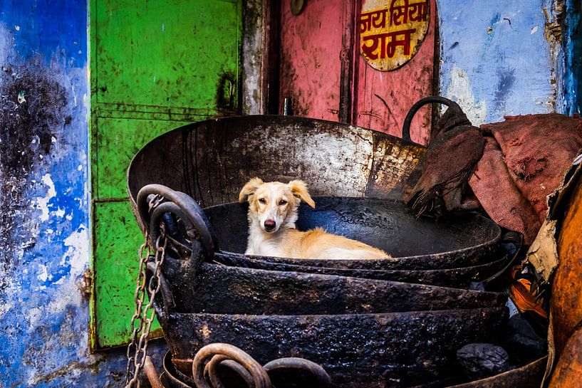 Un chien en Inde par Caroline Boogaard