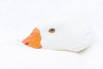 Photo en haute résolution d'une oie blanche avec un œil bleu.