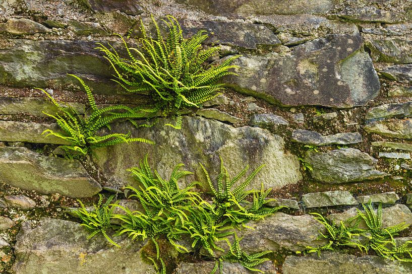 Farne in der Wand (Irland) von Marcel Kerdijk