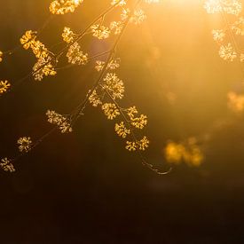 Soleil du soir dans les branches fleuries sur Margriet Pflug