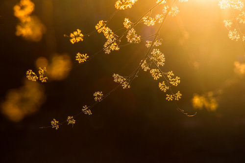 Soleil du soir dans les branches fleuries