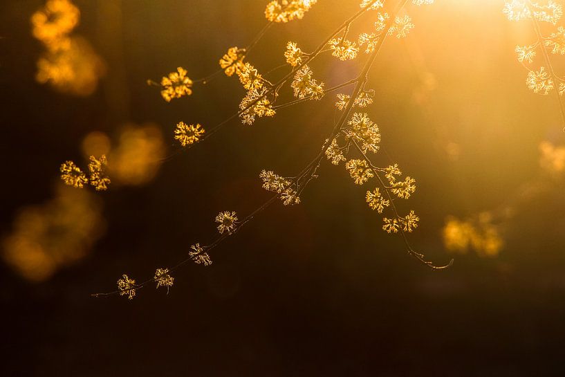 Soleil du soir dans les branches fleuries par Margriet Pflug