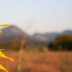 Sonnenblume von Arno Rakers