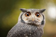 portrait of White-cheeked Dwarf Owl by KB Design & Photography (Karen Brouwer) thumbnail