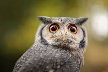 portrait of White-cheeked Dwarf Owl by KB Design & Photography (Karen Brouwer)