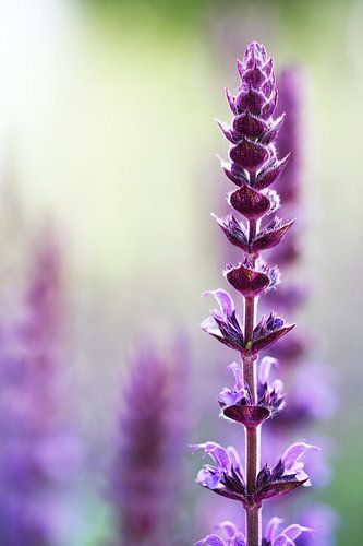 Close-up met scherptediepte van paars roze zomer bloemen