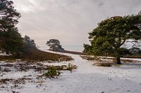 Natur im winter