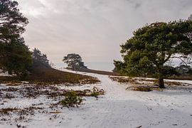 verlaten pad in de natuur van Heleen Pennings