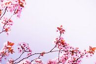 kirschblütenzweige von Dörte Bannasch Miniaturansicht