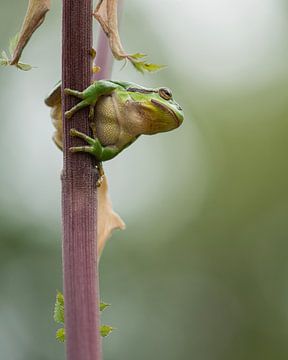 Laubfrosch von Elles Rijsdijk
